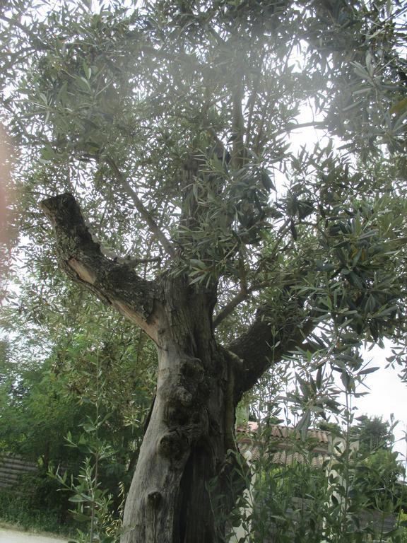 Mas Le Nathakassou Villa Cabannes Luaran gambar